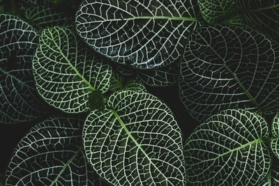 fittonia植物的选择性聚焦摄影